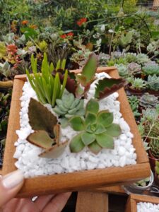 WhatsApp Image 2026-02-04 at 21.45.21