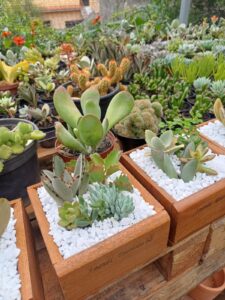 WhatsApp Image 2026-02-04 at 21.45.22