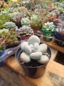 WhatsApp Image 2026-02-04 at 22.05.37