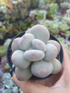 WhatsApp Image 2026-02-04 at 22.05.37(1)