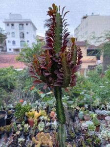 WhatsApp Image 2026-02-04 at 22.05.38(1)