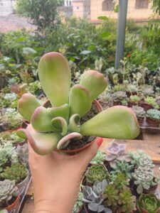 WhatsApp Image 2026-02-04 at 22.05.39