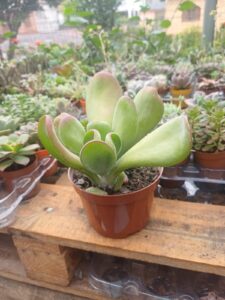 WhatsApp Image 2026-02-04 at 22.05.39(1)